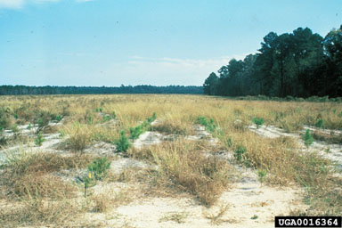 herbicides (general) (  ) on slash pine (Pinus elliottii ) - 0016364