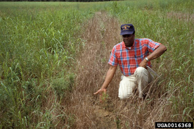 herbicides (general) (  ) on loblolly pine (Pinus taeda ) - 0016368