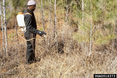 release treatments on loblolly pine (Pinus taeda ) - 0016373