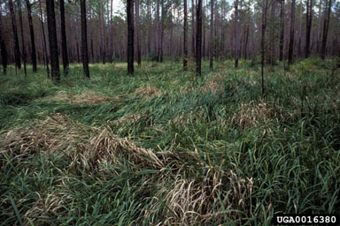 cogongrass (Imperata cylindrica ) on slash pine (Pinus elliottii ) - 0016380