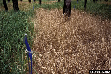 cogongrass (Imperata cylindrica ) on slash pine (Pinus elliottii ) - 0016382
