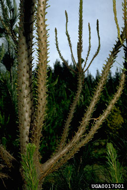 spiny caterpillar (Ormiscodes cinnamomea ) on Monterey pine (Pinus radiata ) - 0017001