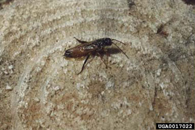 Sirex woodwasp (Sirex noctilio ) on loblolly pine (Pinus taeda ) - 0017022