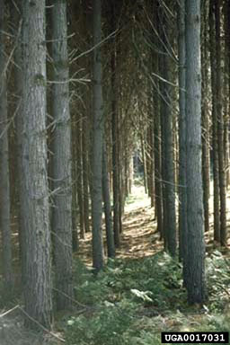 loblolly pine, Pinus taeda  (Pinales: Pinaceae) - 0017031