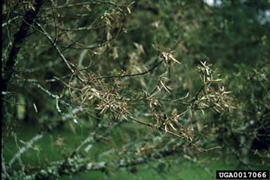 pinheiro-bravo, Podocarpus lambertii  (Pinales: Podocarpaceae) - 0017066