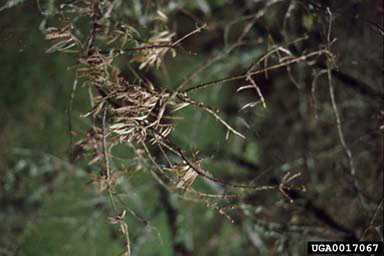 pinheiro-bravo, Podocarpus lambertii  (Pinales: Podocarpaceae) - 0017067