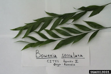 byfield fern, Bowenia serrulata  (Cycadales: Cycadaceae) - 0019005