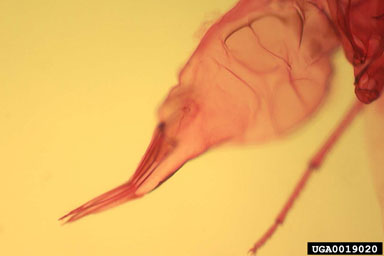 whitefly, Aleurotithius timberlakei  (Hemiptera: Aleyrodidae) - 0019020