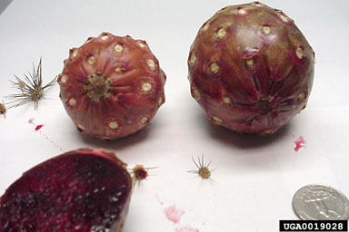 pitaya, Acanthocereus spp.  (Caryophyllales: Cactaceae) - 0019028