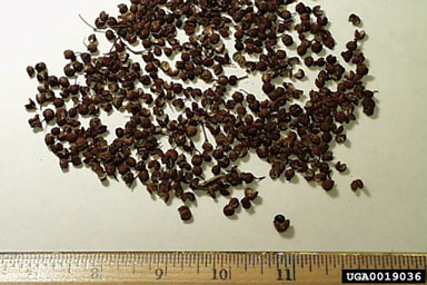 Szechuan pepper corns, Zanthoxylum spp.  (Sapindales: Rutaceae) - 0019036