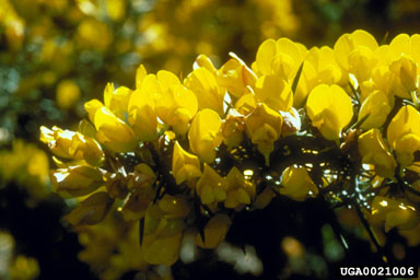 gorse, Ulex europaeus  (Fabales: Fabaceae (Leguminosae)) - 0021006