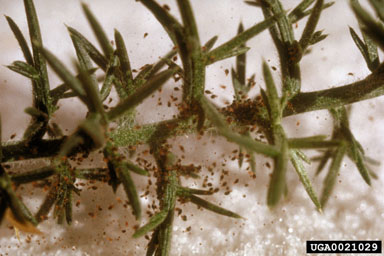 gorse spider mite (Tetranychus lintearius ) on gorse (Ulex europaeus ) - 0021029