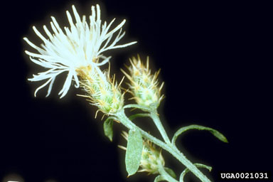 diffuse knapweed, Centaurea diffusa  (Asterales: Asteraceae) - 0021031
