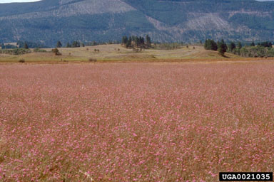 spotted knapweed, Centaurea stoebe ssp. micranthos (Asterales: Asteraceae) - 0021035