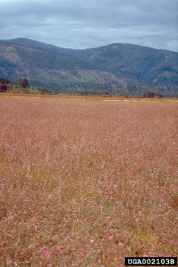 spotted knapweed, Centaurea stoebe ssp. micranthos (Asterales: Asteraceae) - 0021038