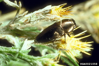 bronze knapweed root borer (Sphenoptera jugoslavica ) on diffuse knapweed (Centaurea diffusa ) - 0021058