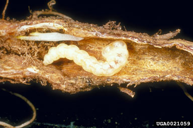 bronze knapweed root borer (Sphenoptera jugoslavica ) on diffuse knapweed (Centaurea diffusa ) - 0021059