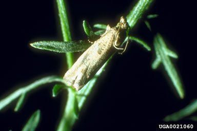 brown-winged root moth, Pelochrista medullana  (Lepidoptera: Tortricidae) - 0021060