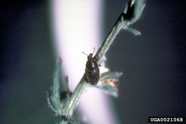 blunt knapweed flower weevil, Larinus obtusus  (Coleoptera: Curculionidae) - 0021068
