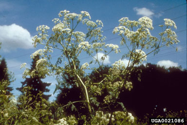 poison-hemlock, Conium maculatum  (Apiales: Apiaceae) - 0021086