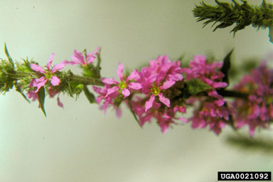 purple loosestrife, Lythrum salicaria  (Myrtales: Lythraceae) - 0021092