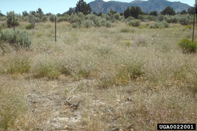 squarrose knapweed, Centaurea virgata  (Asterales: Asteraceae) - 0022001