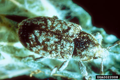 broad-nosed knapweed seedhead weevil, Bangasternus fausti  (Coleoptera: Curculionidae) - 0022008