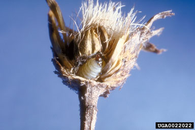 knapweed seedhead moth, Metzneria paucipunctella  (Lepidoptera: Gelechiidae) - 0022022