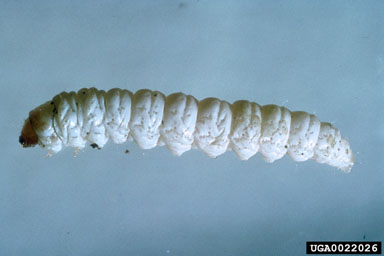 brown-winged root moth, Pelochrista medullana  (Lepidoptera: Tortricidae) - 0022026