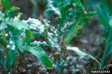 stem-gall nematode (Subanguina picridis ) on Russian knapweed (Rhaponticum repens ) - 0022042