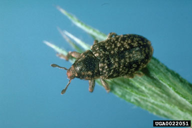 yellow starthistle bud weevil (Bangasternus orientalis ) on yellow starthistle (Centaurea solstitialis ) - 0022051