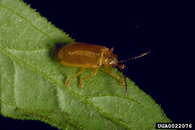 golden loosestrife beetle (Galerucella pusilla ) on purple loosestrife (Lythrum salicaria ) - 0022076