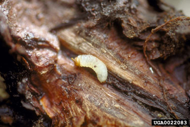 root-boring weevil (Hylobius transversovittatus ) on purple loosestrife (Lythrum salicaria ) - 0022083