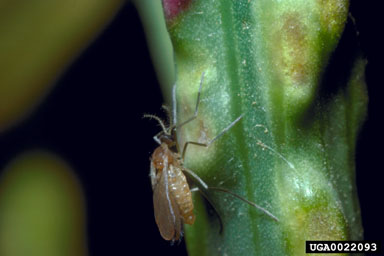 skeletonweed gall midge (Cystiphora schmidti ) on rush skeletonweed (Chondrilla juncea ) - 0022093