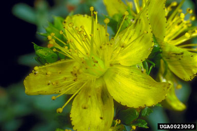 common St. Johnswort, Hypericum perforatum  (Theales: Clusiaceae) - 0023009