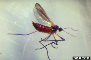 St. John's wart midge, Zeuxidiplosis giardi  (Diptera: Cecidomyiidae) - 0023030