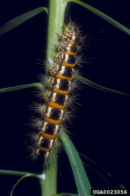 defoliator moth (Oxicesta geographica ) on leafy spurge (Euphorbia esula ) - 0023056