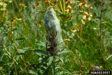 defoliator moth (Oxicesta geographica ) on leafy spurge (Euphorbia esula ) - 0023057