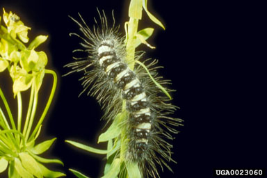 defoliator moth (Simyra dentinosa ) on leafy spurge (Euphorbia esula ) - 0023060