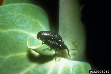 stem-boring weevil (Mecinus janthinus ) on dalmatian toadflax (Linaria dalmatica ssp. dalmatica) - 0023069