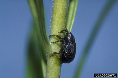 root galling weevil (Gymnetron linariae ) on dalmatian toadflax (Linaria dalmatica ssp. dalmatica) - 0023071