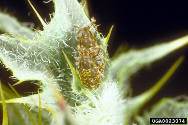 musk thistle head weevil (Rhinocyllus conicus ) on musk thistle (Carduus nutans ) - 0023074