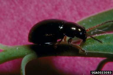 brown-legged spurge flea beetle (Aphthona lacertosa ) on leafy spurge (Euphorbia esula ) - 0023093