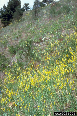 dalmatian toadflax, Linaria dalmatica ssp. dalmatica (Scrophulariales: Scrophulariaceae) - 0024004