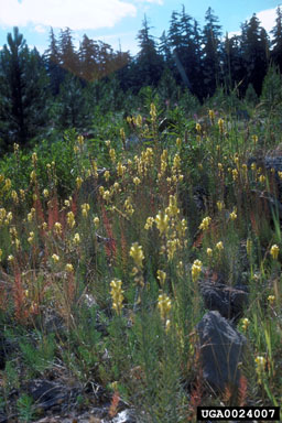 yellow toadflax, Linaria vulgaris  (Scrophulariales: Scrophulariaceae) - 0024007