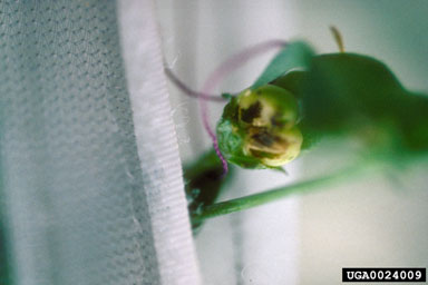 toadflax capsule weevil (Gymnetron antirrhini ) on Dalmatian toadflax (Linaria dalmatica ) - 0024009