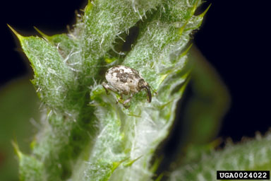 Canada thistle stem mining weevil (Ceutorhynchus litura ) on Canada thistle (Cirsium arvense ) - 0024022
