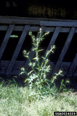 Italian plumeless thistle, Carduus pycnocephalus  (Asterales: Asteraceae) - 0024029