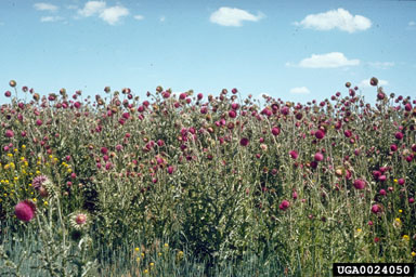 musk thistle, Carduus nutans  (Asterales: Asteraceae) - 0024050