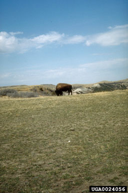 American bison, Bison bison  (Artiodactyla: Bovidae) - 0024056